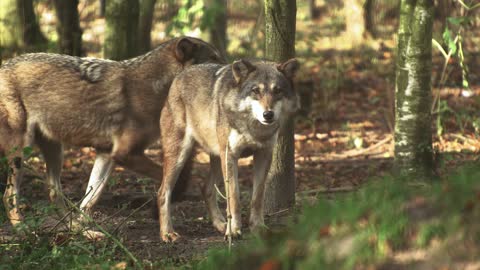 Wolf eyes look at anything