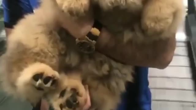 big fluffy chow ||it happens when you are fluffy