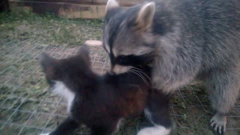 A Raccoon Among the Cats