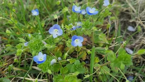 Flowers and ants