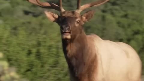 Nothing like a glunking Bull Elk shorts elk wildanimals