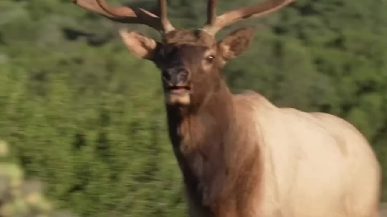 Nothing like a glunking Bull Elk shorts elk wildanimals