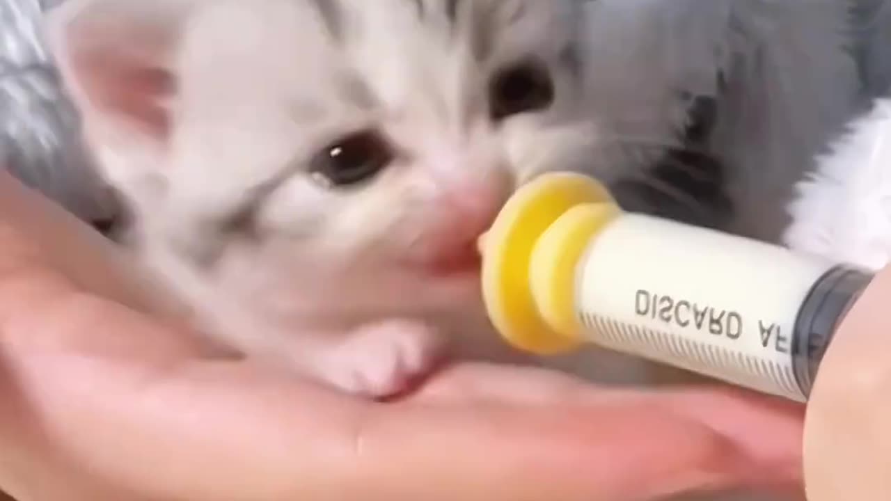 Baby cat feeding milking beautiful