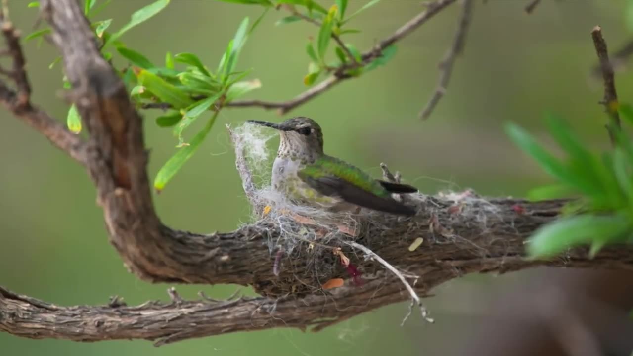 nests components