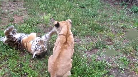 Baby Lion & Tiger playing