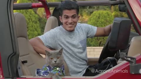 Fast and furious cat version