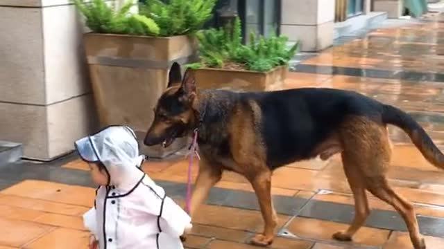 Dog playing with toddler