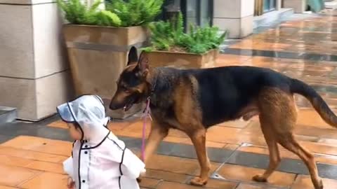 Dog playing with toddler