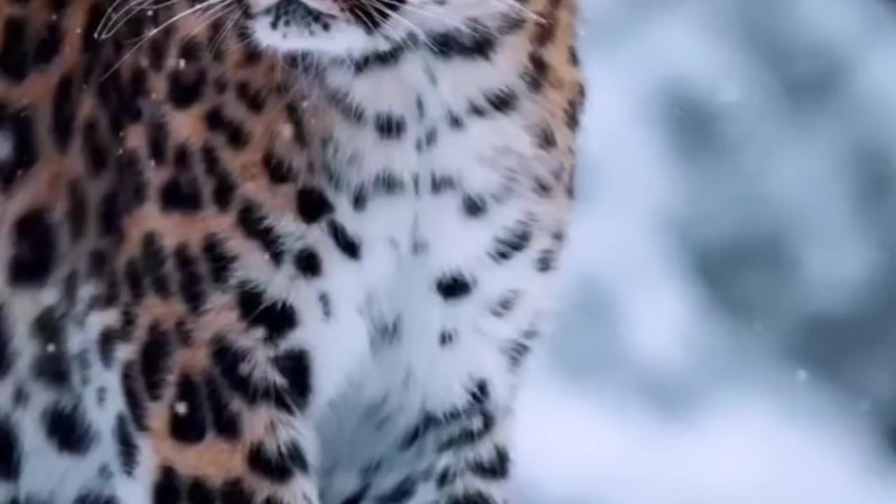 Cutie fox tiger in hill ice play time