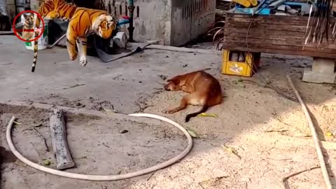 Tiger prank on streer dogs