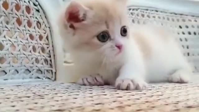 Cute cat and funny reaction