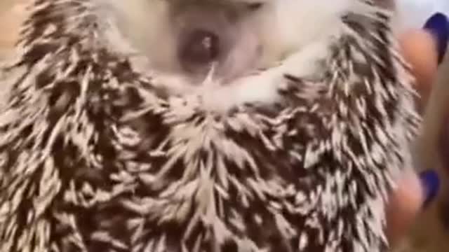cutest animals #short #shorts #cute_animals