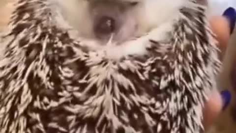 cutest animals #short #shorts #cute_animals