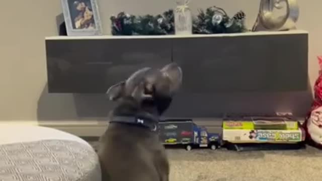 funny puppies