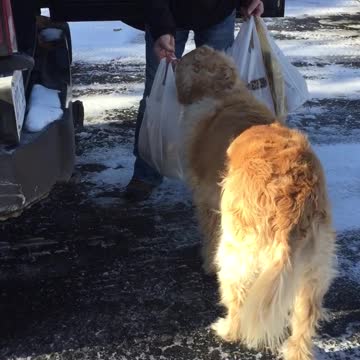 Golden Retriever Carries Plastic Bag Of Groceries Into Kitchen