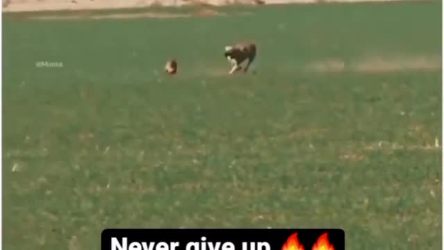 Rabbit Escaped Death