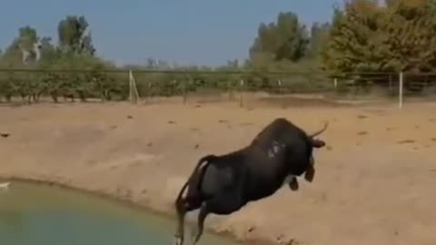 Amazing wild animal long jump