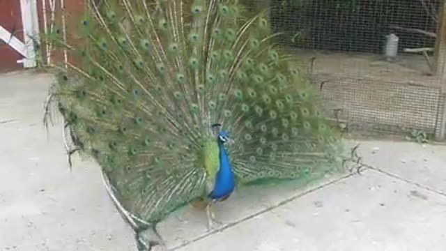 Beautiful Peacock