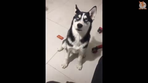 Best Funny Dog Video