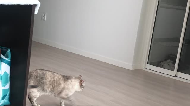 Playing cat at home