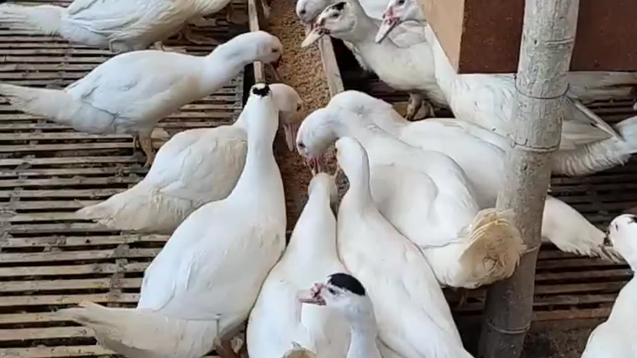 Too many ducks eating feed beautiful