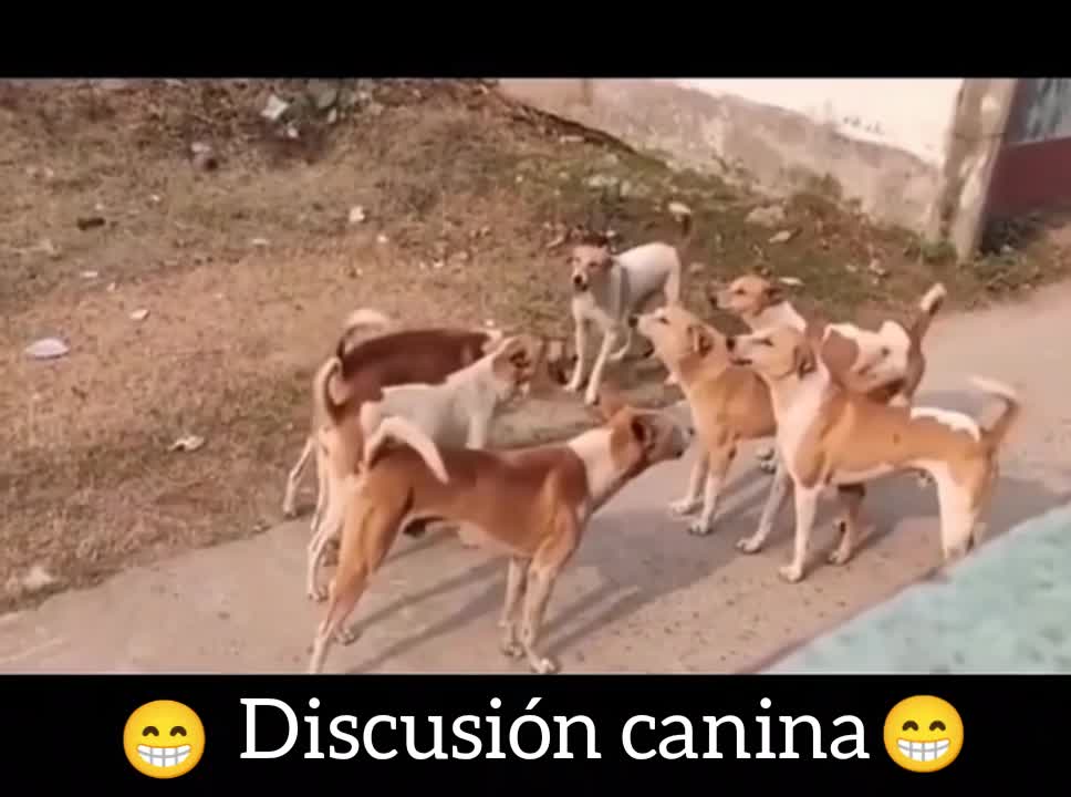 Discusión canina