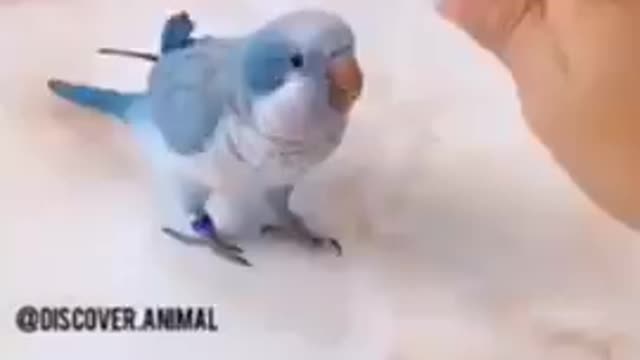 Funny pet 😂😂😂 video parrot gym