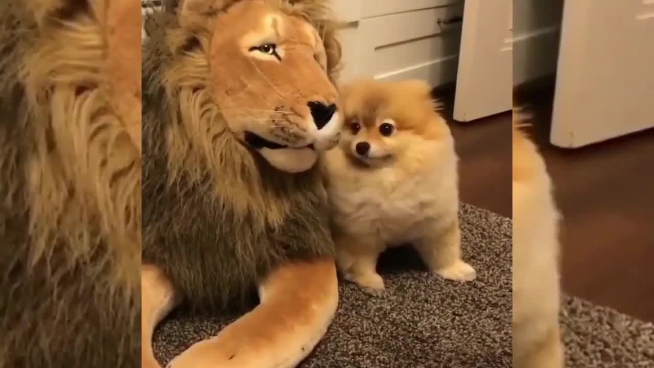 Cute dogs having their days enjoying life and entertaining