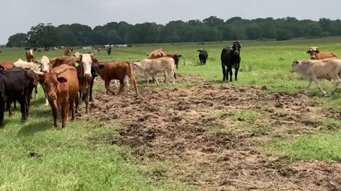 200- Young Crossbred pair.