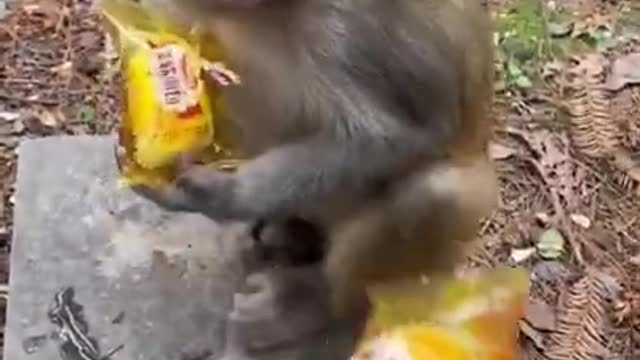 Cute and Funny Monkey - Videos Compilation _ Monkey TV #short #shorts #shortsvideo