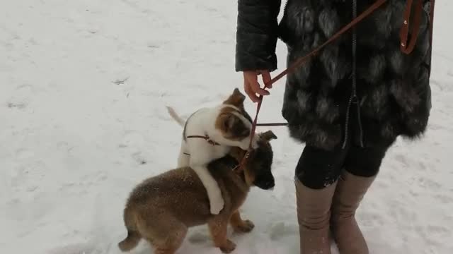 Gorgeous puppies in the winter.