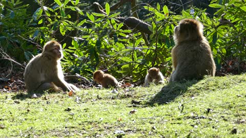 Watch this group of monkeys play with a comic dimension