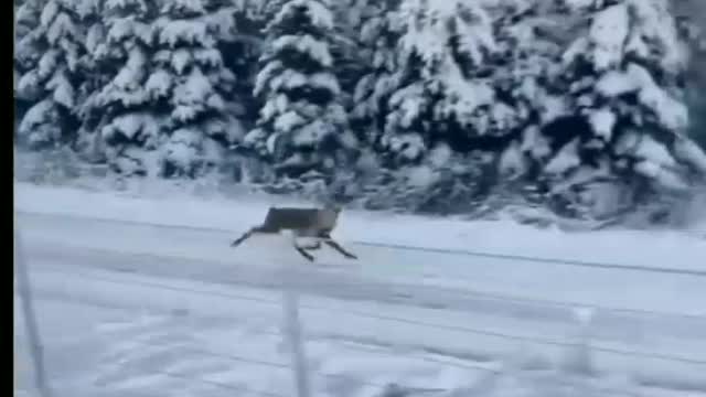 The spectators were surprised to see the deer running at rocket speed