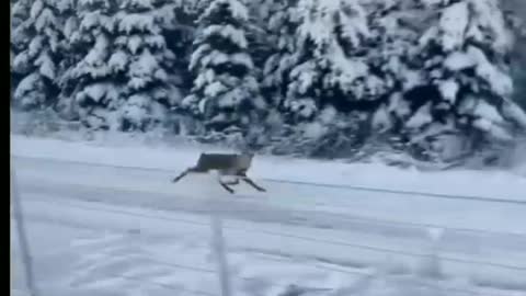 The spectators were surprised to see the deer running at rocket speed