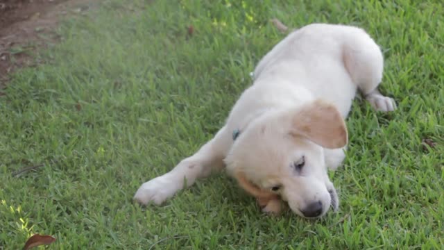 Dog playing in the garden.