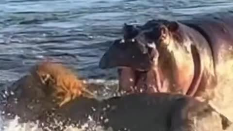 Hippo attacks Simba