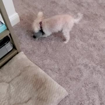 My poodle caught playing