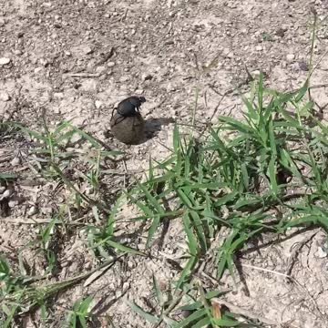 Crazy Dung Beetle?