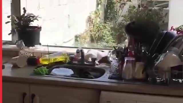 Funny, Cute and Pretty Cats Video. Crazy Animals Channel(HAYPE)