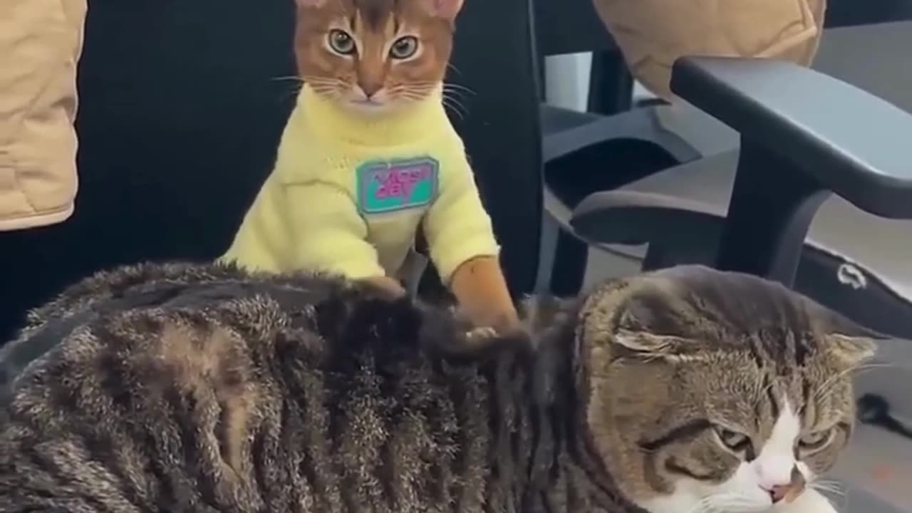 Funniest Cats Compilation😹 #cats #shorts #viral #pets #reels