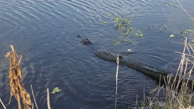 alligator making the muddy water