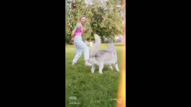 How to train your dog video