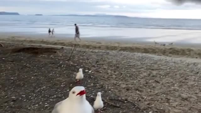 Slow motion seagull flying