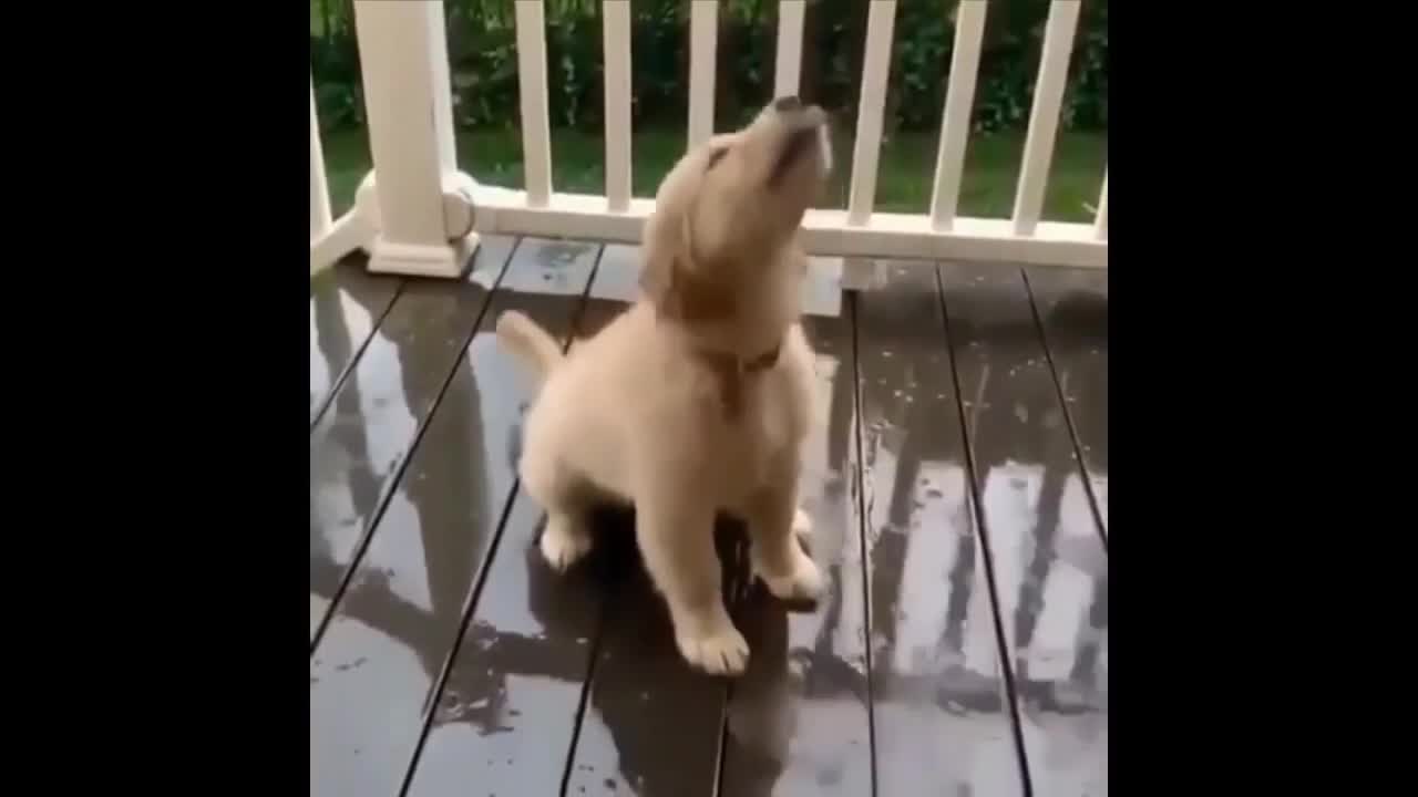 Cute Puppy Enjoys Raindrops