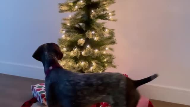 Trees have birds. I am a bird dog. I must investigate.