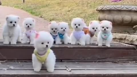 Mini pocket pomeranian dog #shortvideo #viral #views