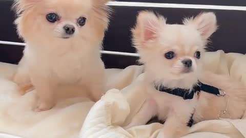 chihuahua puppies!!!!!