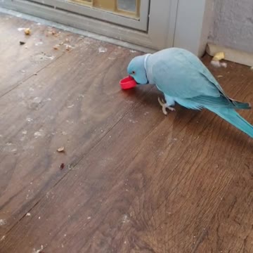 Blue parrot looking for water inside the house pots
