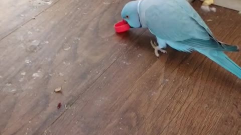 Blue parrot looking for water inside the house pots