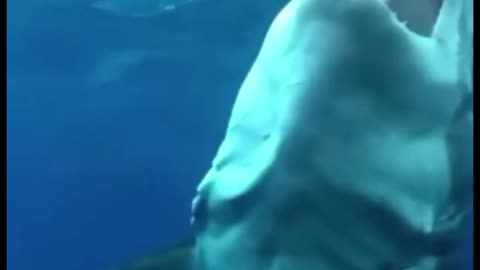 This is what a shark looks like when it's chasing food. You can see how scary its teeth are